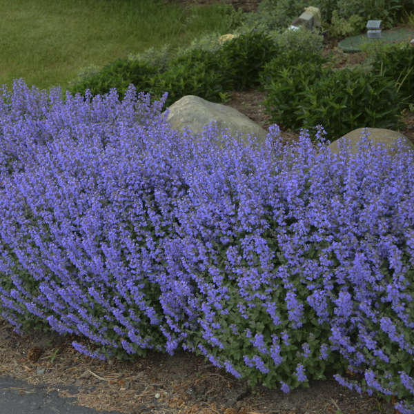 Nepeta Purrsian Blue (Catmint)