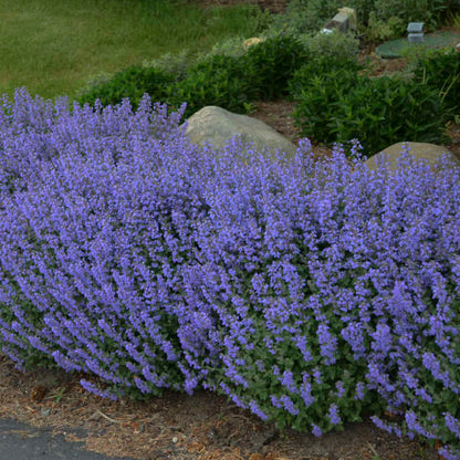 Nepeta Purrsian Blue (Catmint)