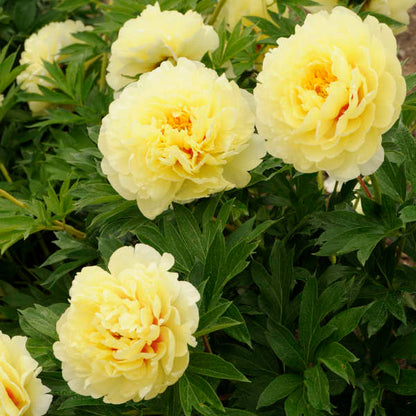 Itoh Peony Bartzella