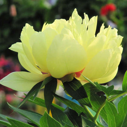 Itoh Peony Bartzella