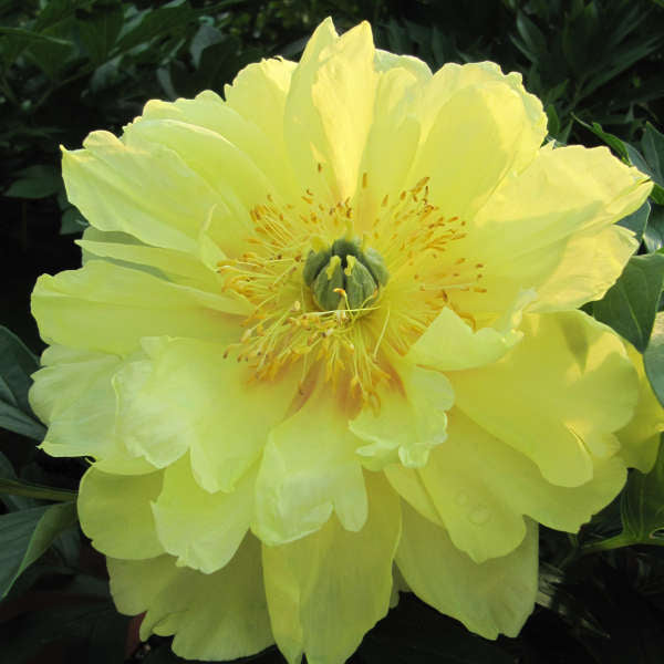 Itoh Peony Bartzella