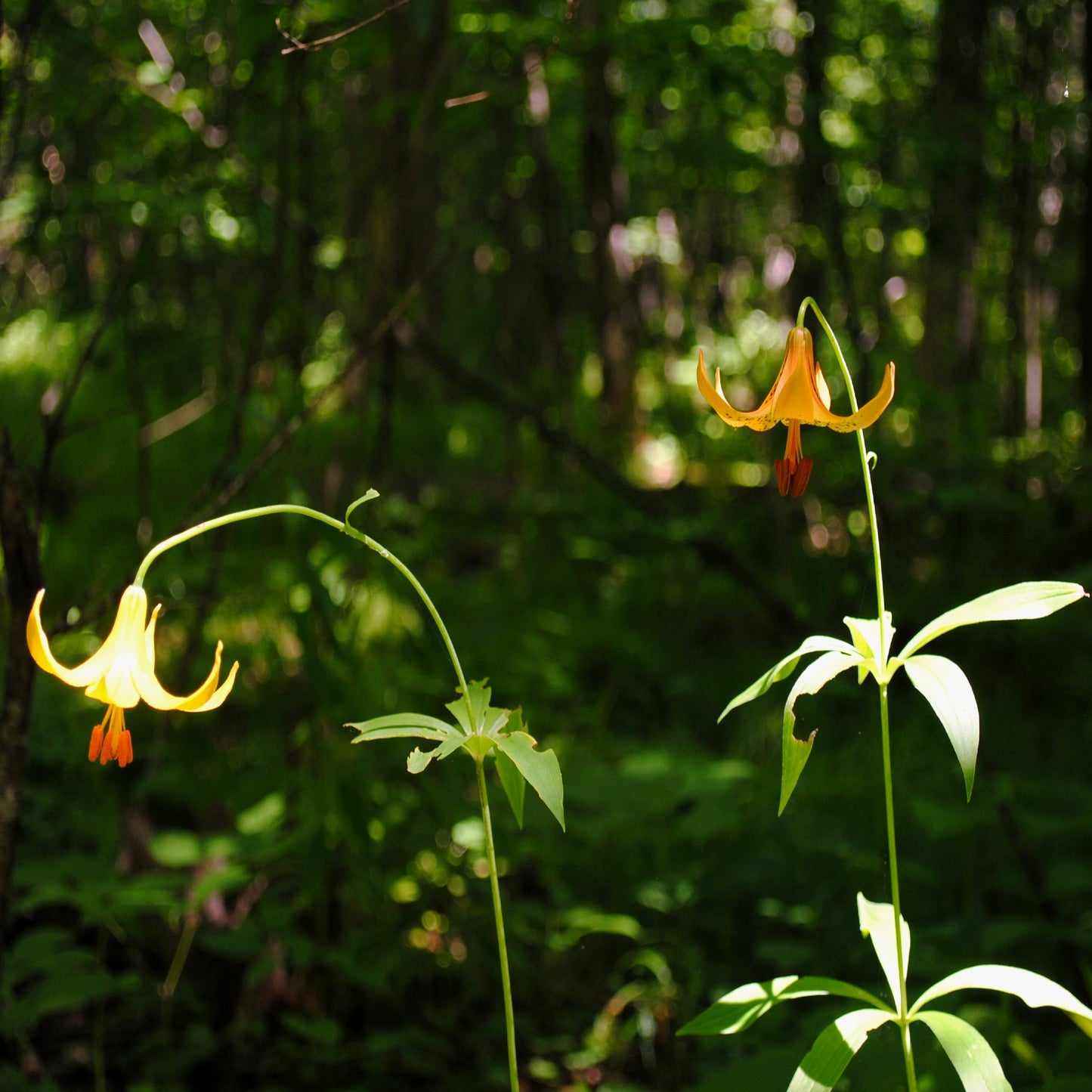 Lilium canadense (Canada Lily)