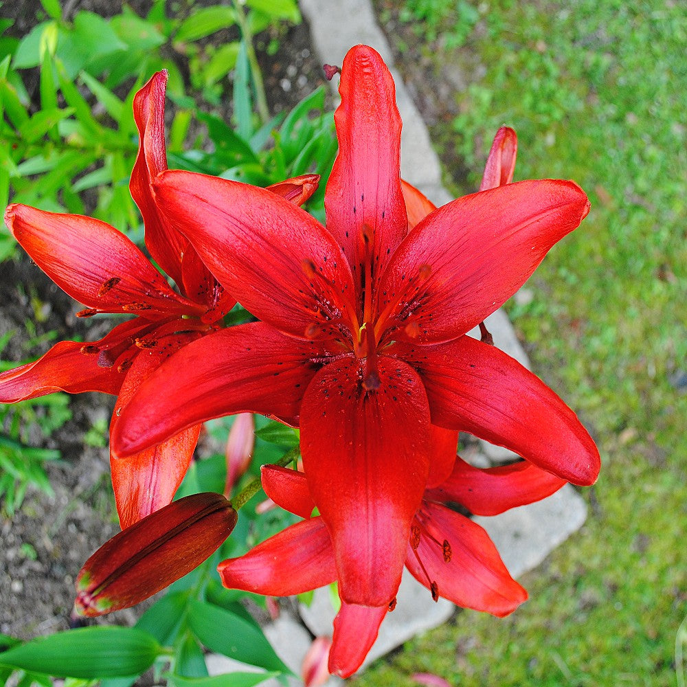 Asiatic Lily 'Red Country' – Vermont Wildflower Farm
