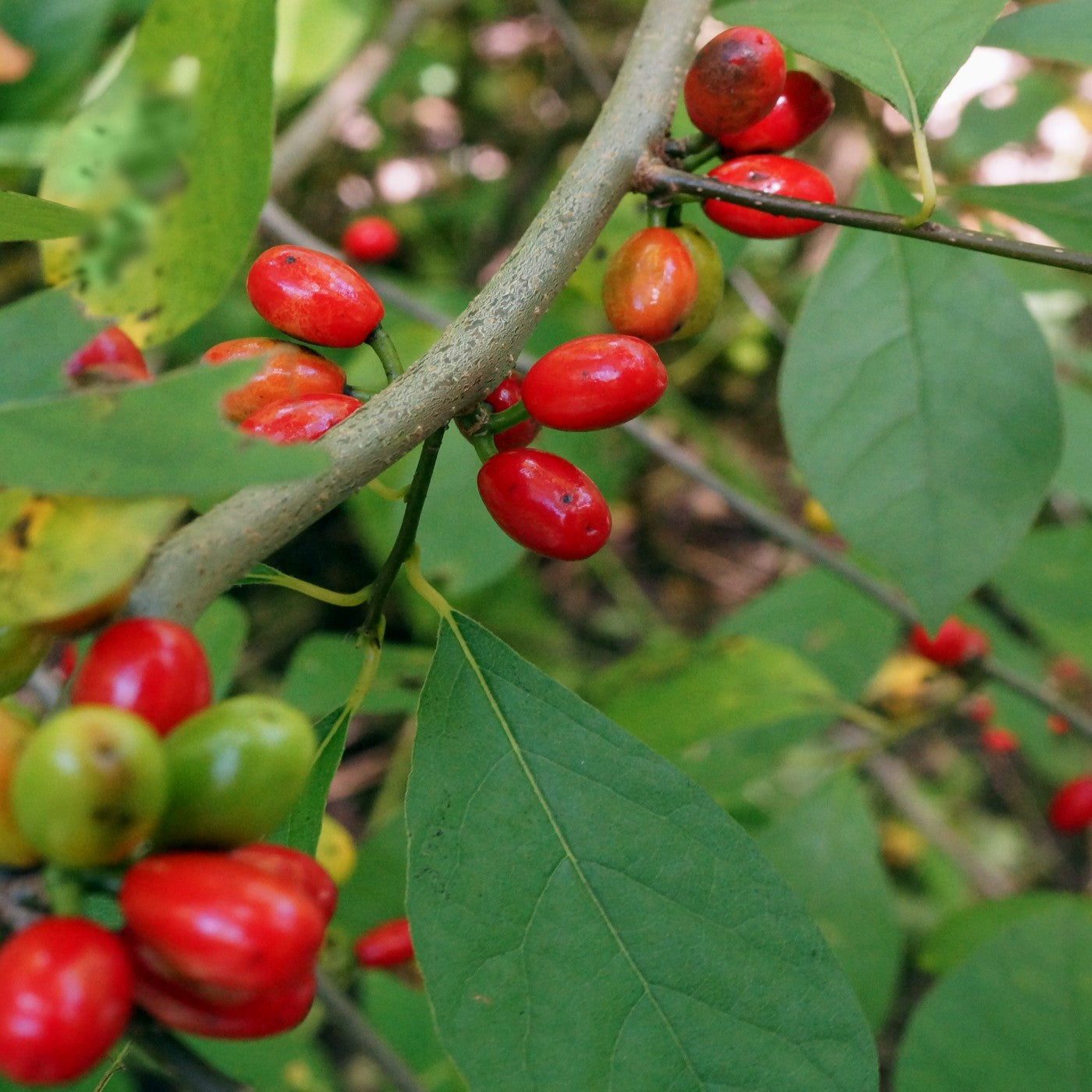 Northern Spicebush Tree Seeds (Lindera benzoin)