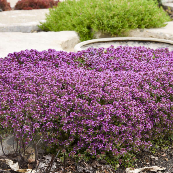 Thymus coccineus (Creeping Thyme) – Vermont Wildflower Farm