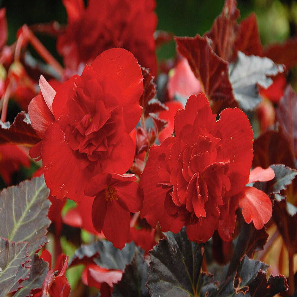 Begonia Multiflora Switzerland