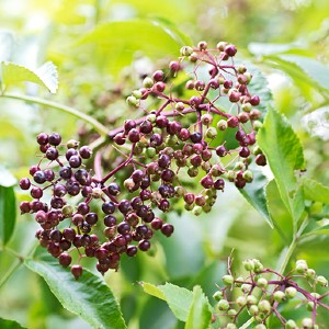 Sambucus canadensis (Elderberry)