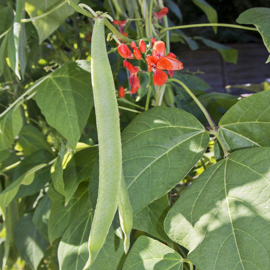 Beans Scarlet Runner Seeds