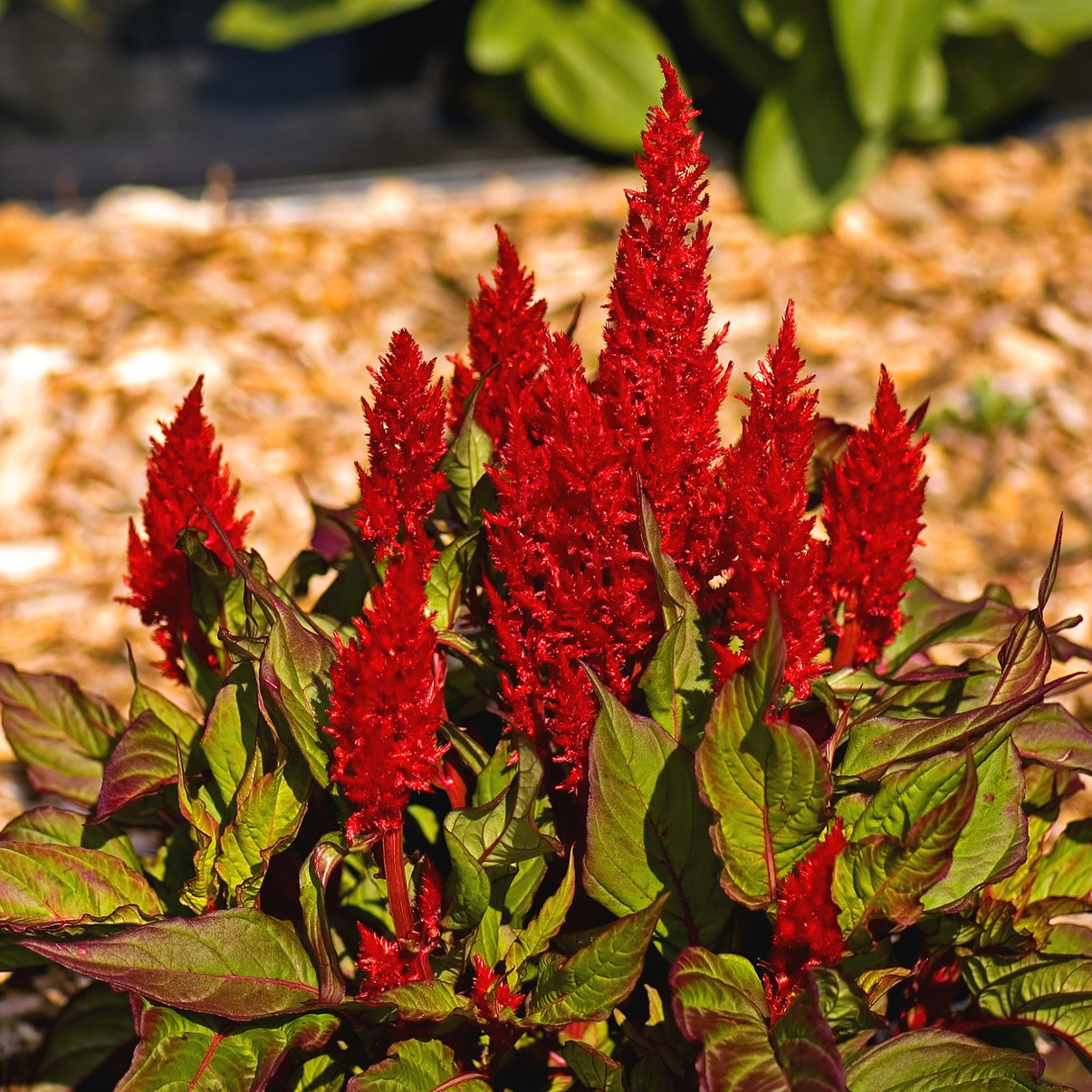 Celosia Scarlet Plume Seeds (celosia Plumosa) – Vermont Wildflower Farm