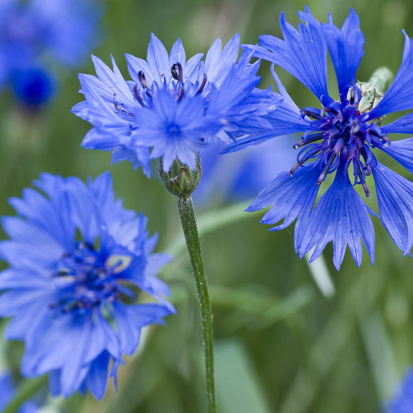 Cornflower Blue Seeds (Centaurea cyanus) – Vermont Wildflower Farm