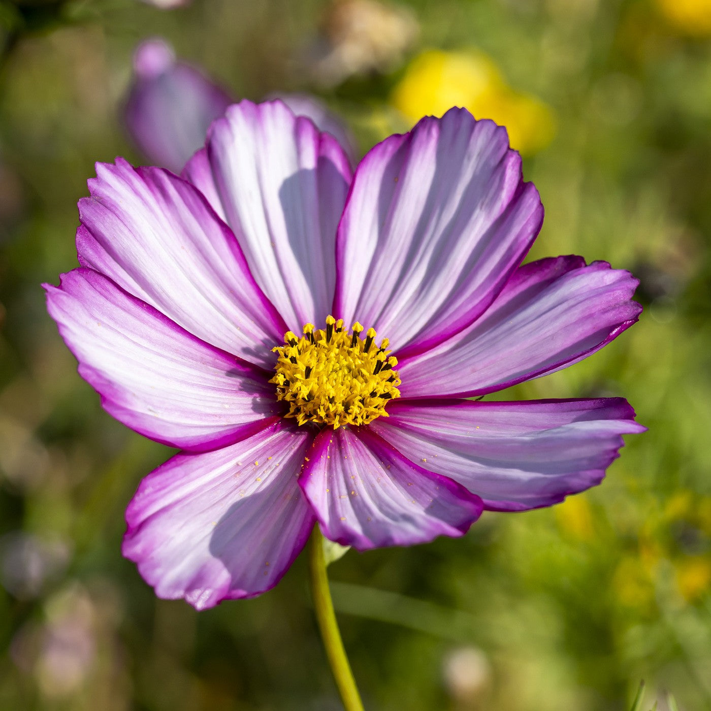 Striped Flowers