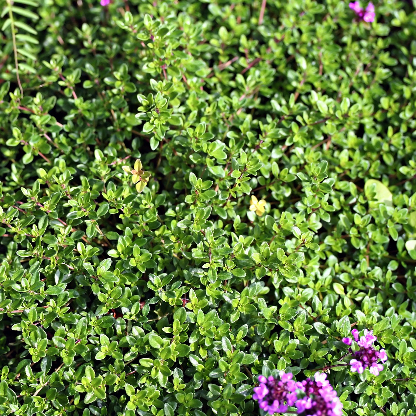 Creeping Thyme Seeds Thymus Serpyllum Vermont Wildflower Farm 0097