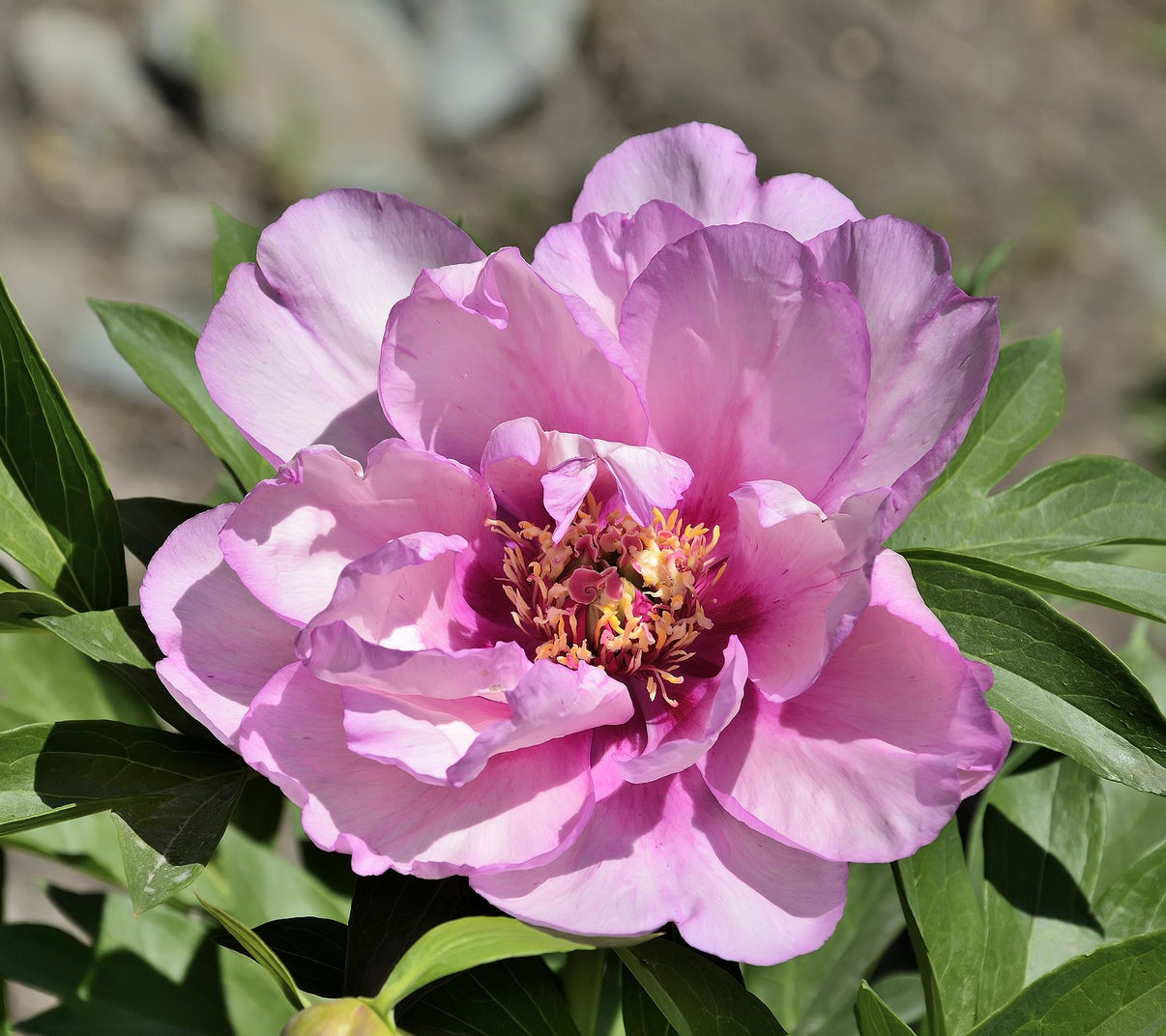 Itoh Peony First Arrival – Vermont Wildflower Farm