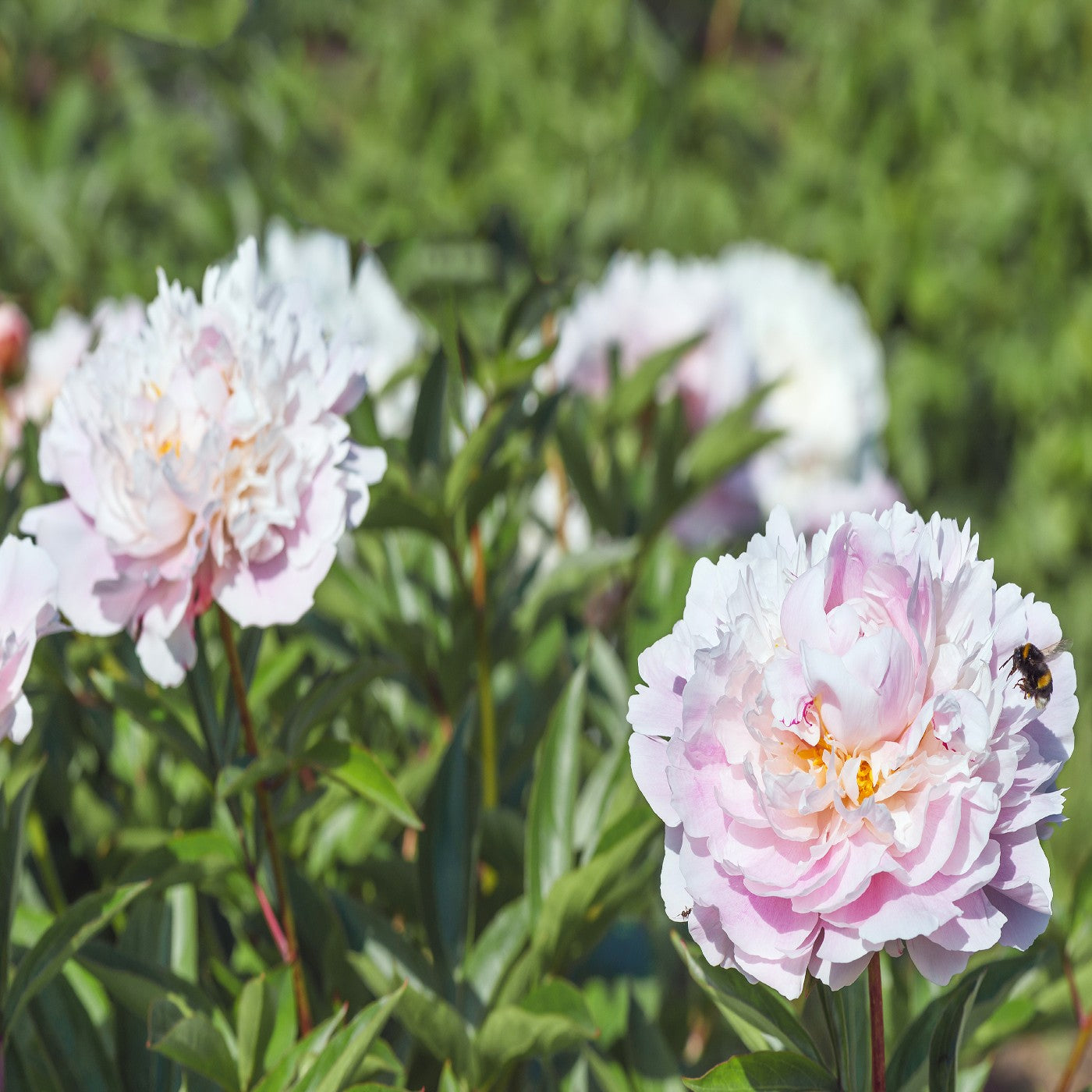 Garden Peony Alertie – Vermont Wildflower Farm