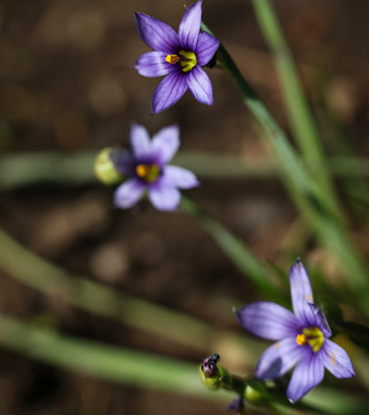 Blue-eyed Grass