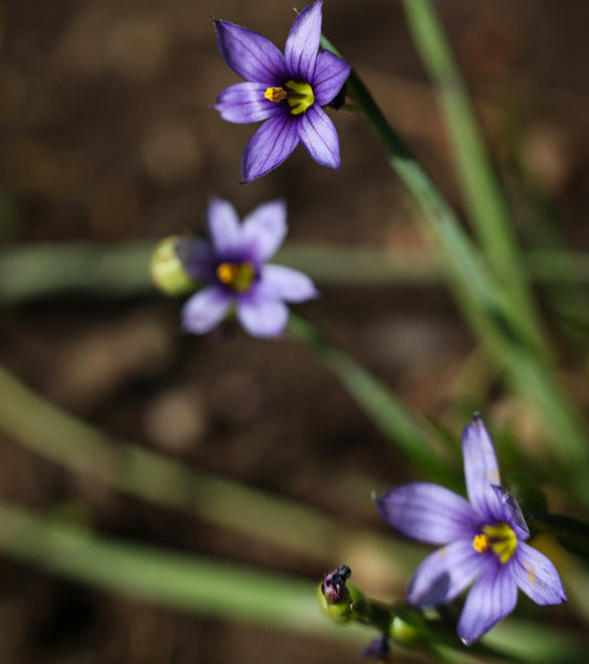 Blue-eyed Grass