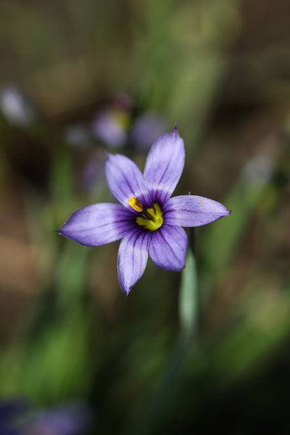 Blue-eyed Grass