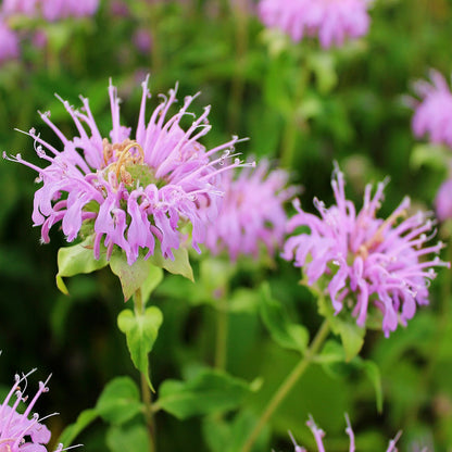 Wild Bergamot (Bee Balm)