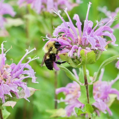 Wild Bergamot (Bee Balm)