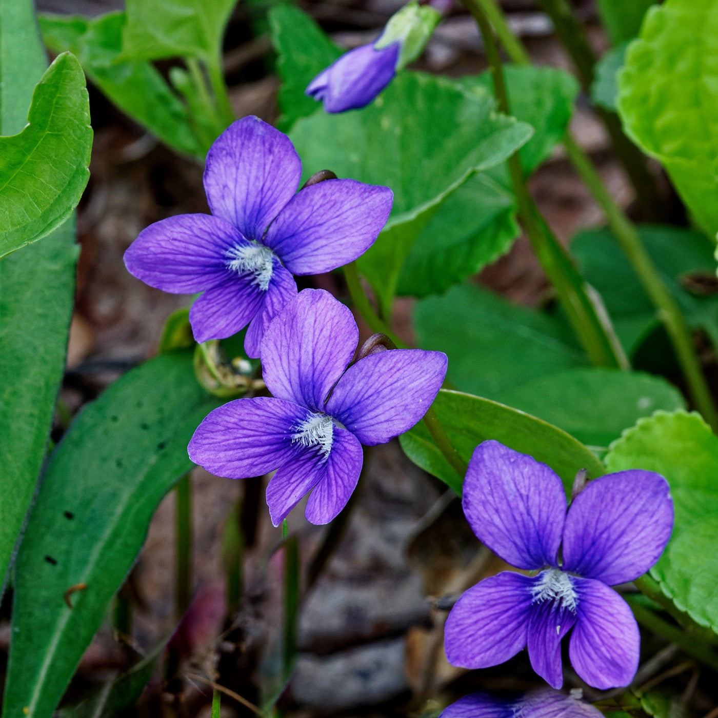 Common Blue  Violet (Viola)