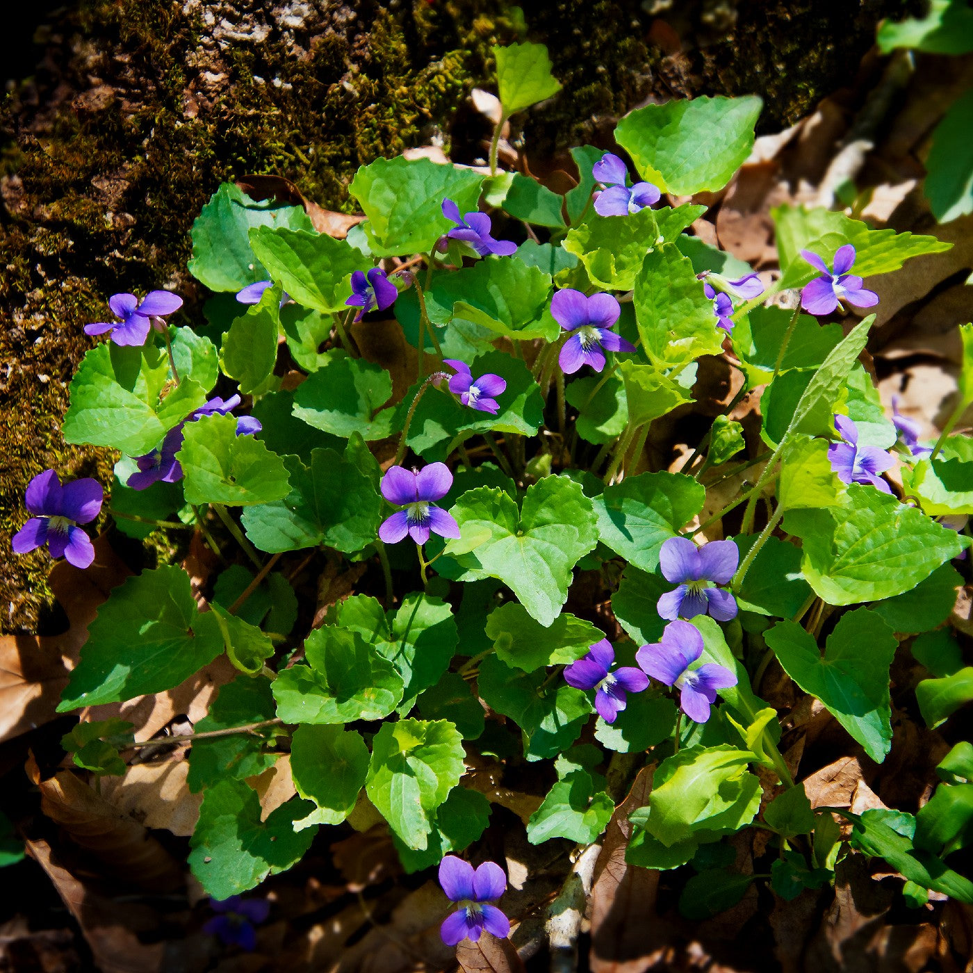 Common Blue  Violet (Viola)