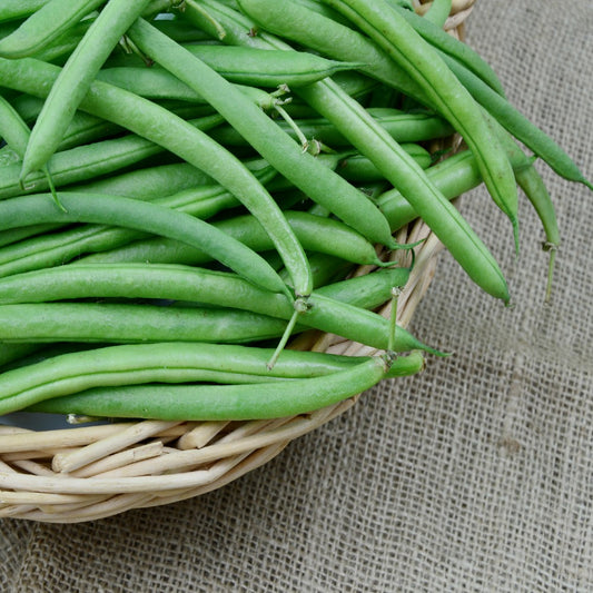 ORGANIC Bush Beans - Blue Lake Seeds