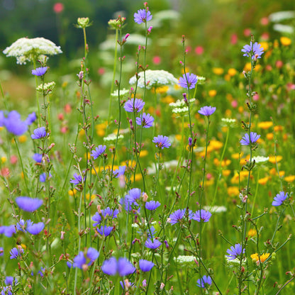 Countryside Wildflower Seed Mix