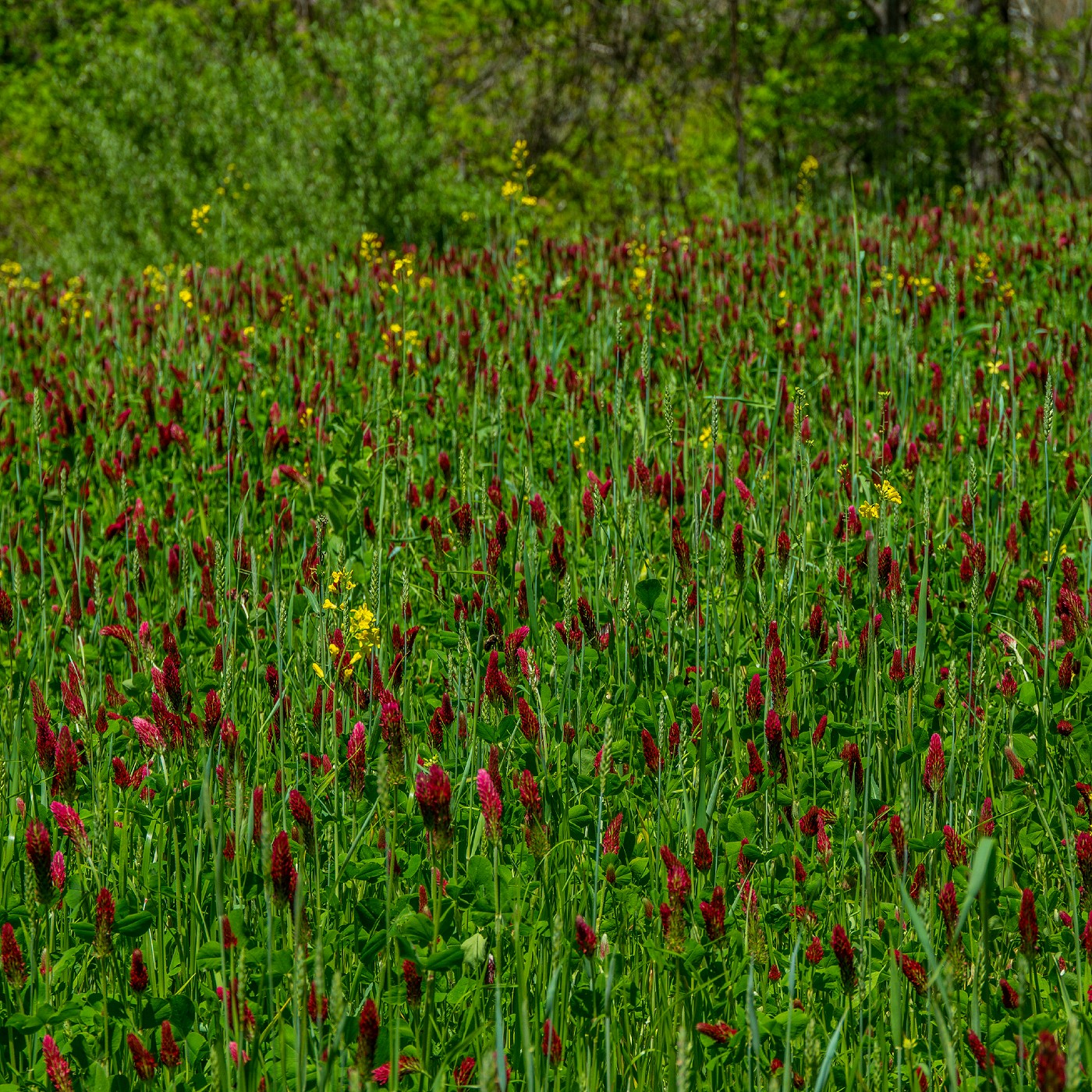 Annual Cover Crop Seed Mix