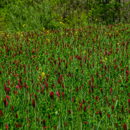 Annual Cover Crop Seed Mix