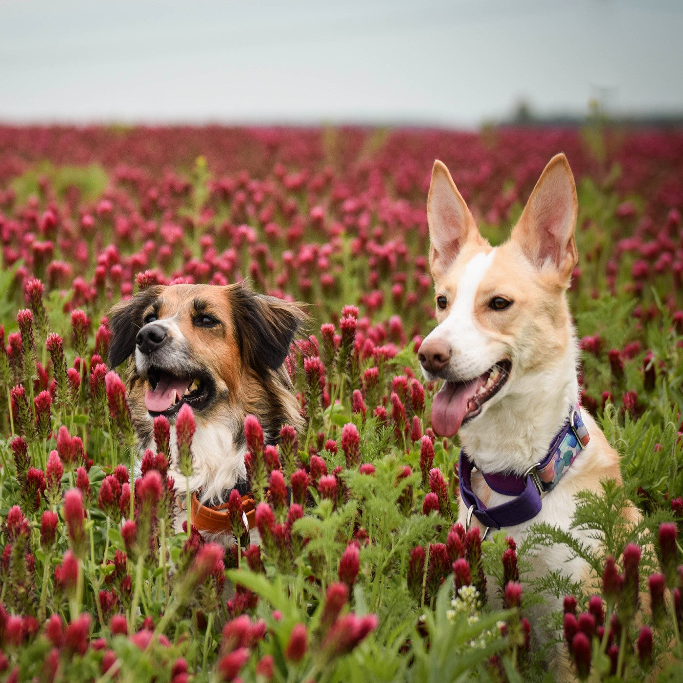 Clover Crimson Seeds (Trifolium incarnatum)