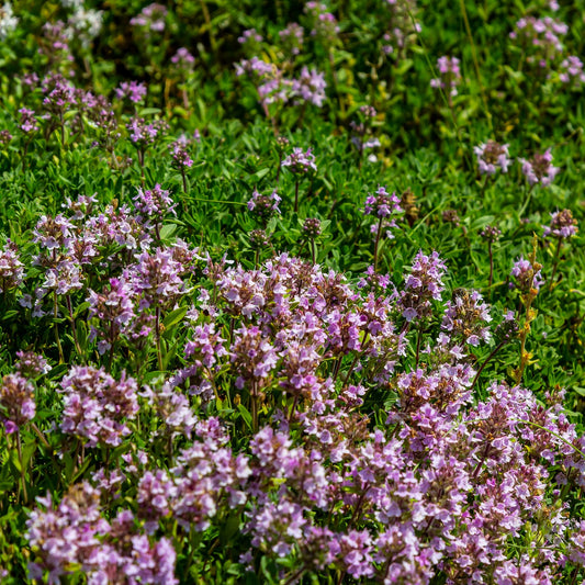 Creeping Thyme Seeds (Thymus serpyllum)