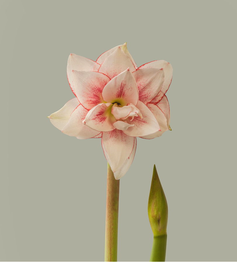 Amaryllis Elvas