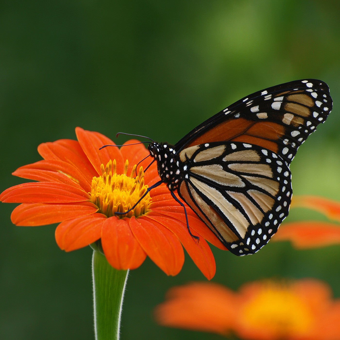 Sunflower Mexican Seeds (Tithonia rotundifolia) – Vermont Wildflower Farm