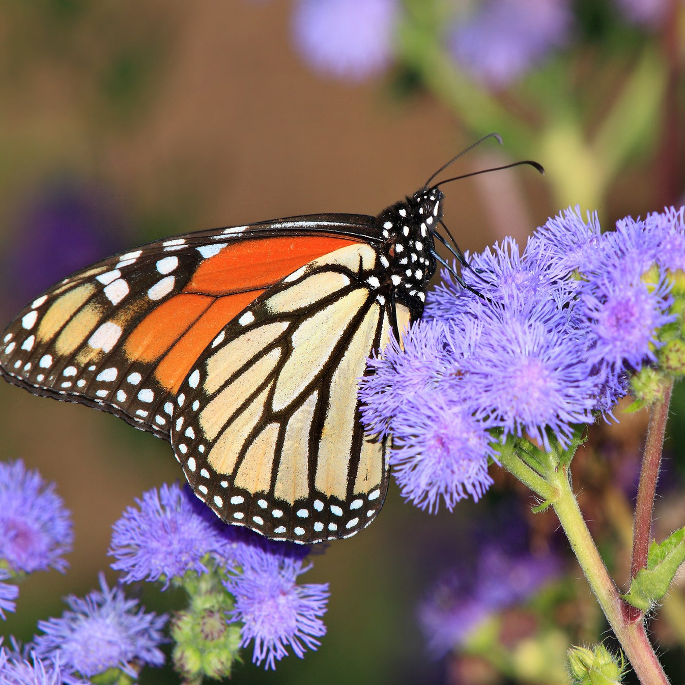 Mistflower Seeds (Eupatorium coelestinum) – Vermont Wildflower Farm