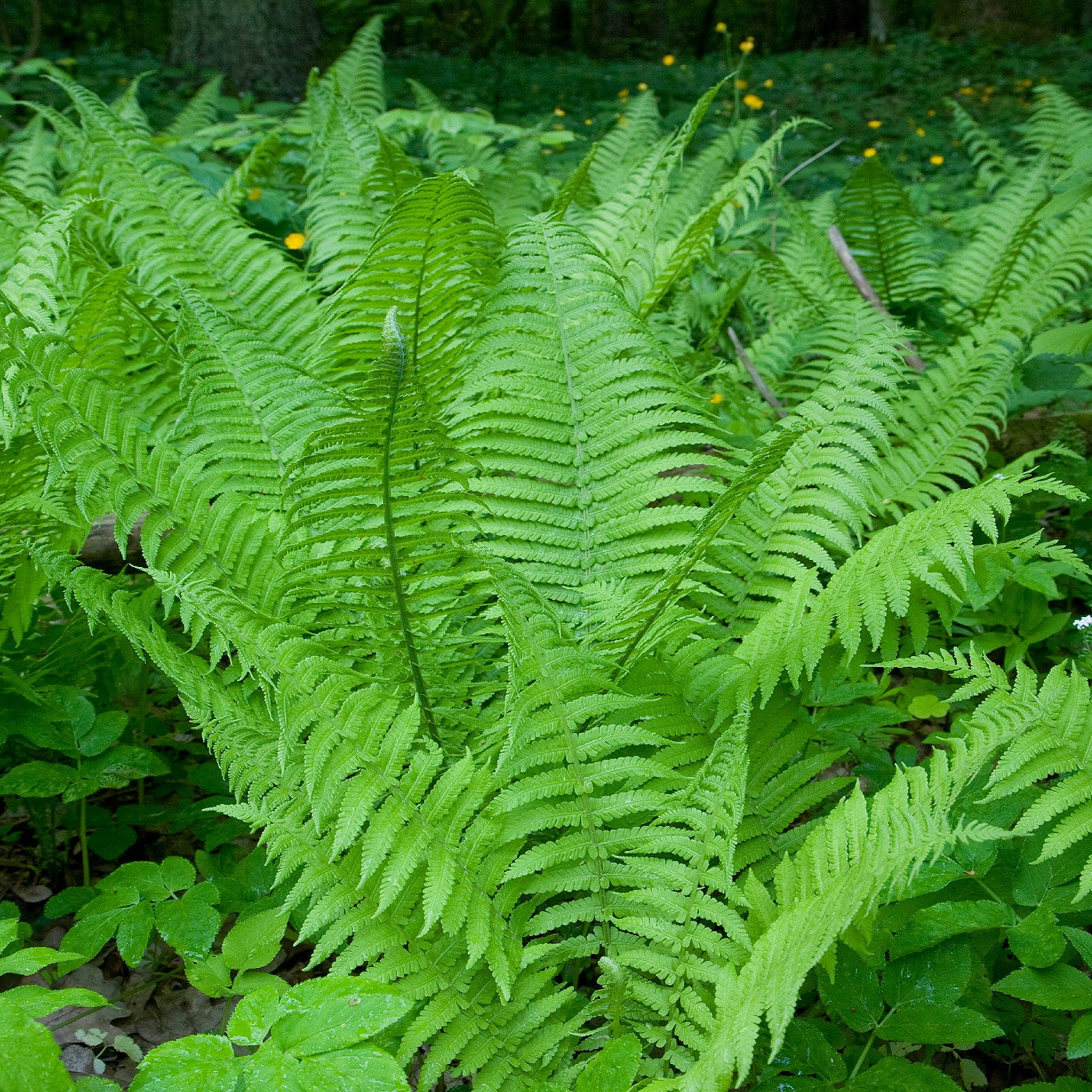 Lady Fern