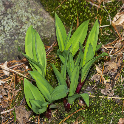 Wild Leek (Ramps)