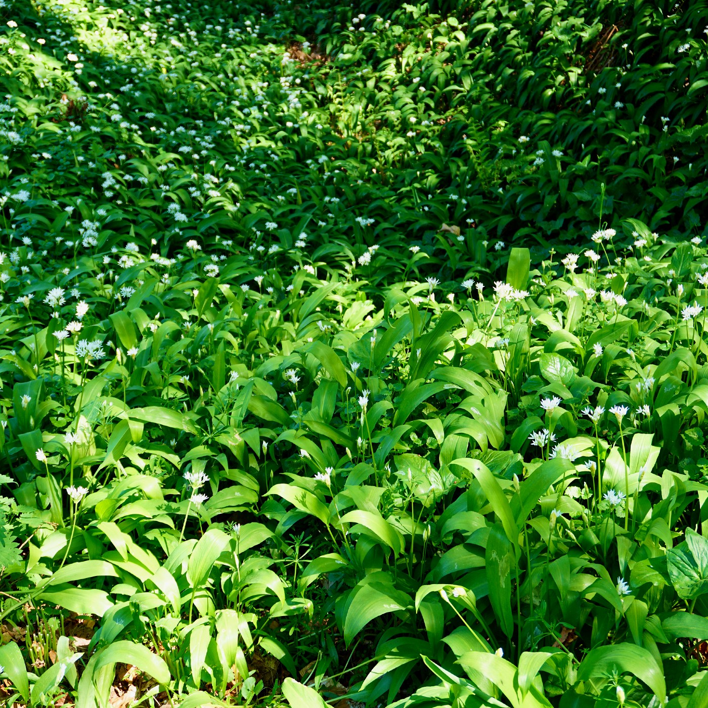 Wild Leek (Ramps)