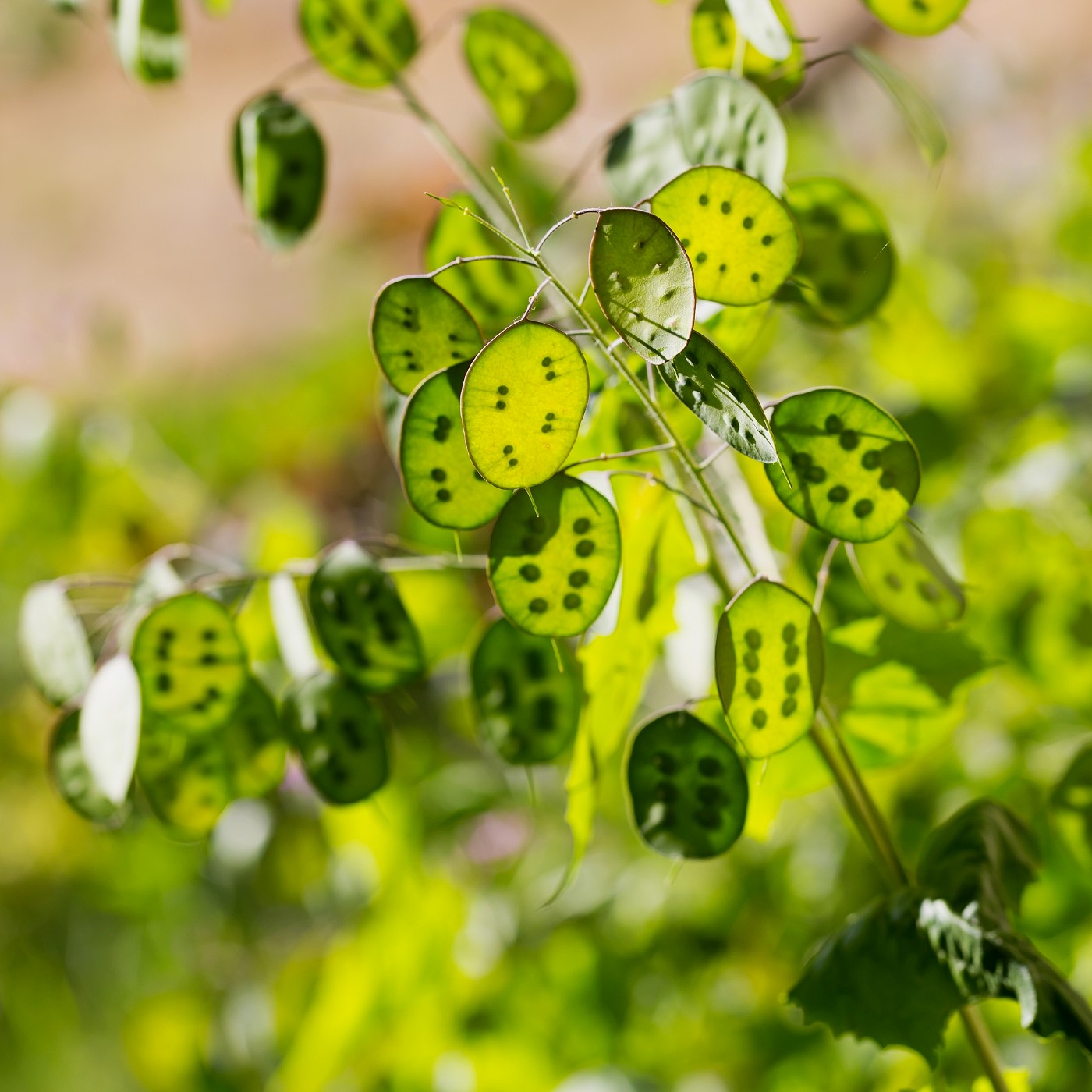 Money Plant Seeds (Lunaria biennis)