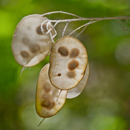 Money Plant Seeds (Lunaria biennis)