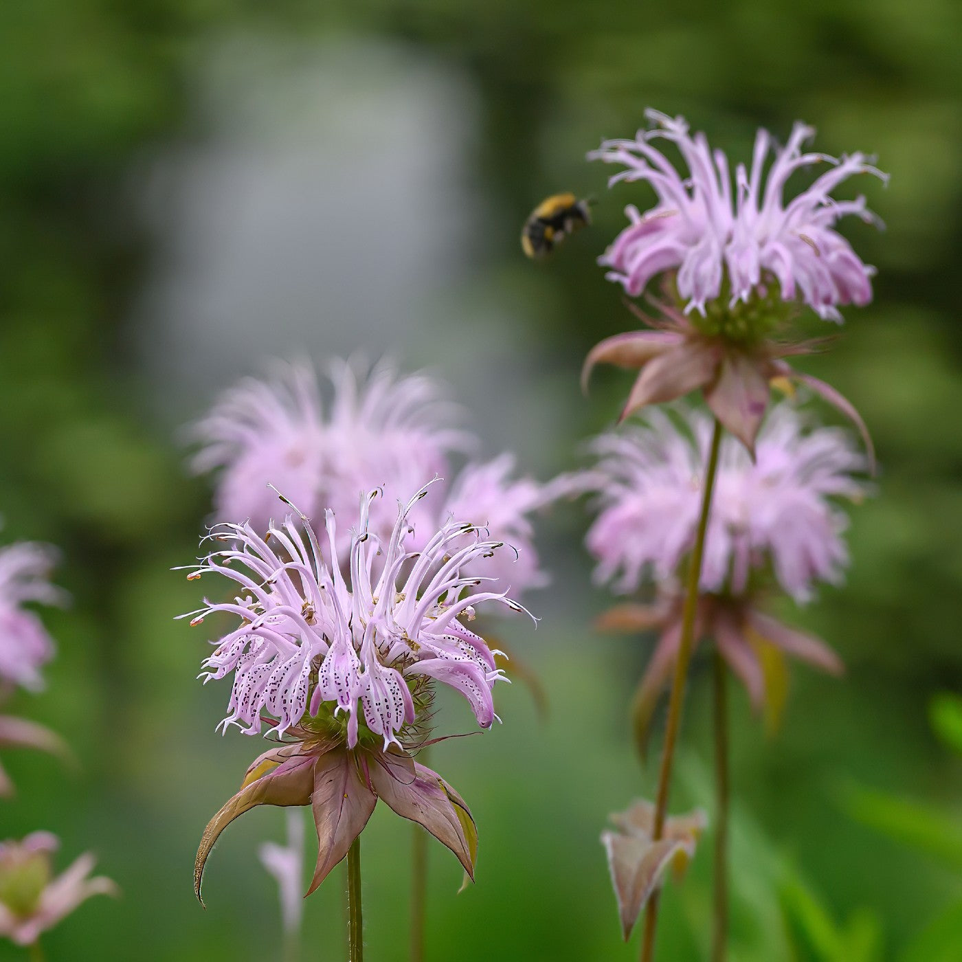 Bee Balm (Monarda Bradbury's)