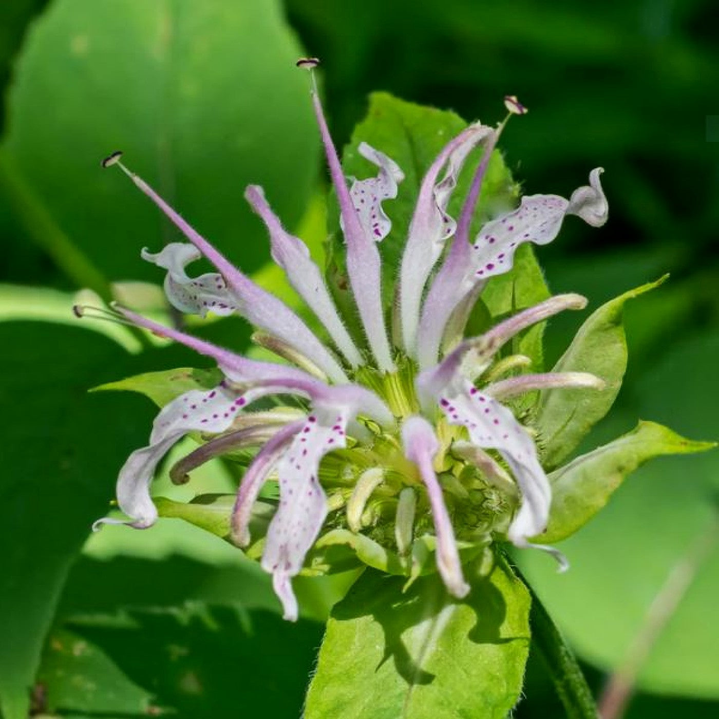 Bee Balm (Monarda Bradbury's)