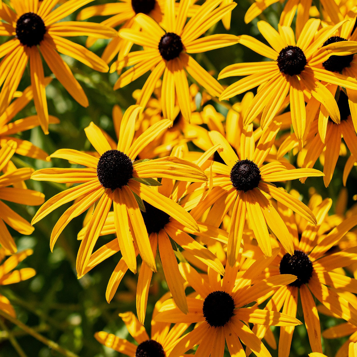 Coneflower Orange Seeds (Rudbeckia fulgida)