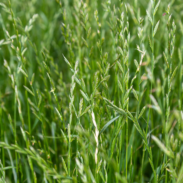 Perennial Ryegrass Grass Seeds (Lolium perenne) – Vermont Wildflower Farm