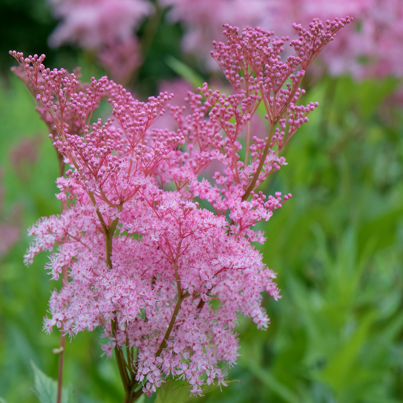 Queen of the Prairie (Filipendula)