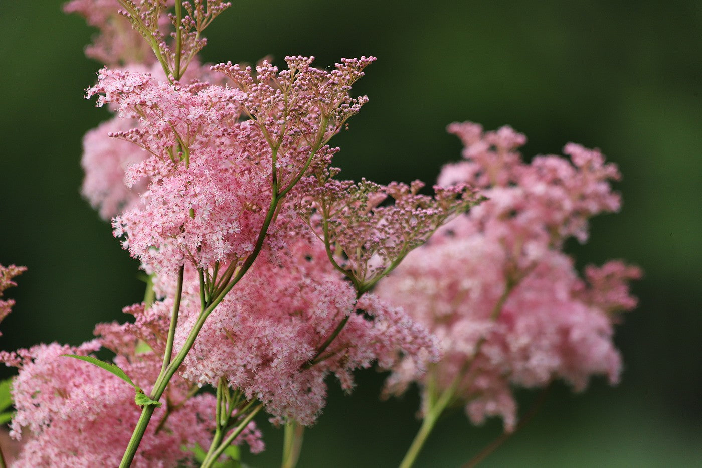 Queen of the Prairie (Filipendula)