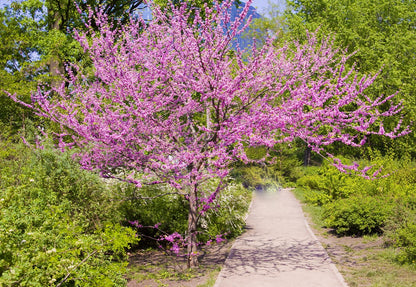 Eastern Redbud Tree Seeds (Cercis canadensis)