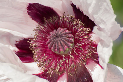 Oriental Poppy Royal Wedding