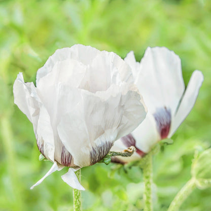 Oriental Poppy Royal Wedding