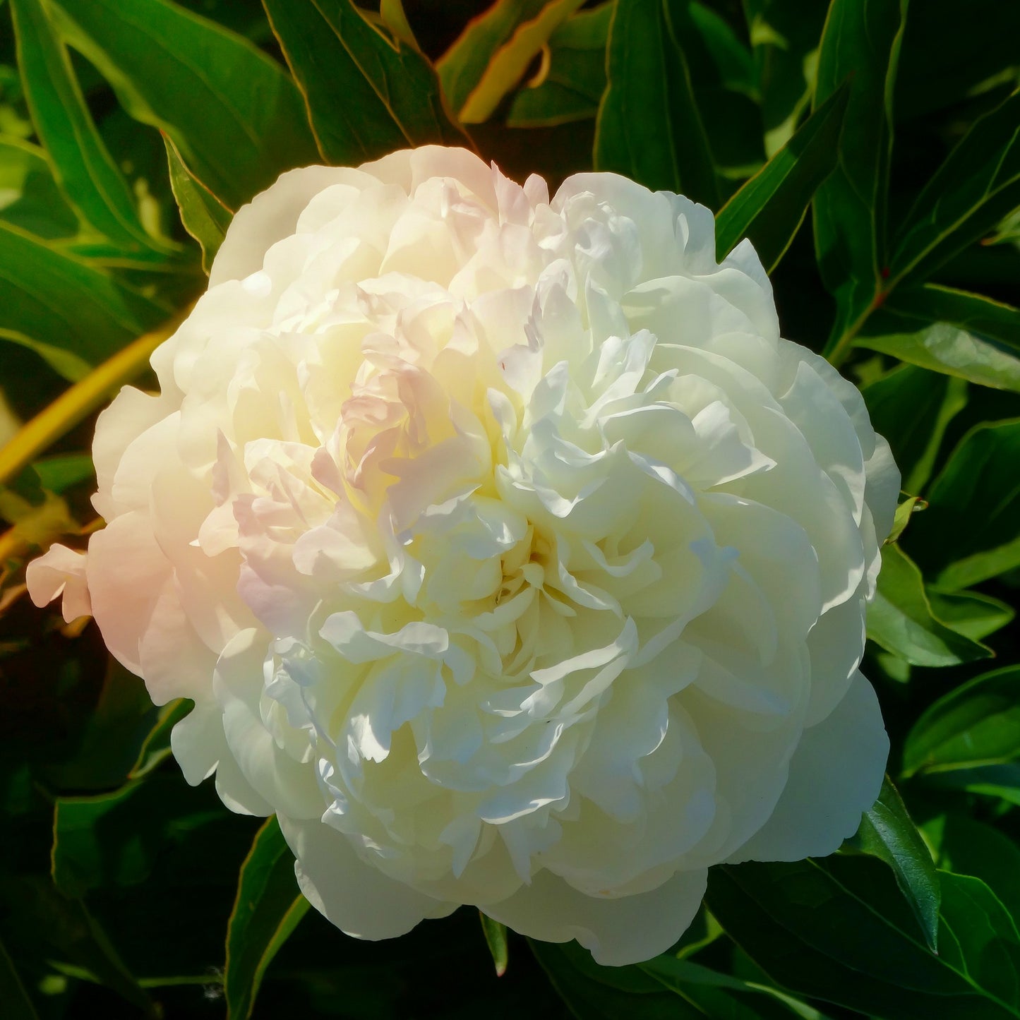 Peony 'Shirley Temple'