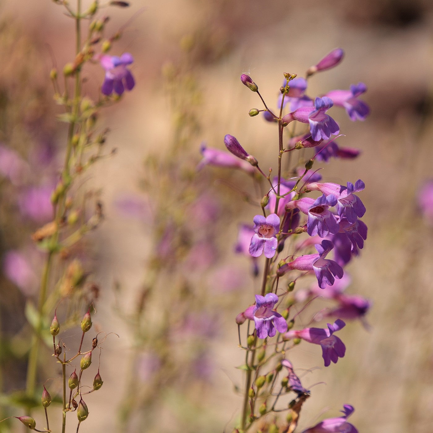 Beardtongue Showy Seeds (Penstemon spectabilis)